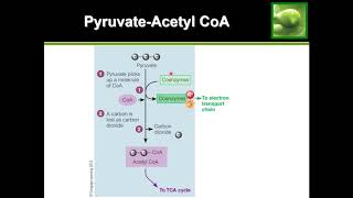 Aerobic Metabolism