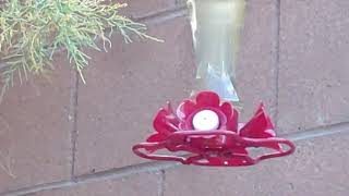 Hummingbird