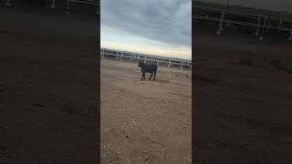 Little guy followed the horse back into his pen