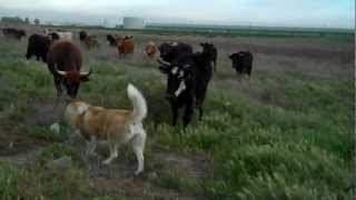 Beta Boy Plays with the Baby Bulls 17MARCH2012