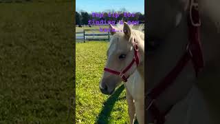 Looking For A New Barn? Check Out My Top Tip! #horse #horseboarding #equestrian #boarding