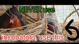 NEVER BUY OR USE INCUBATOR ON YOUR FARM, INSTEAD DO THIS TO MULTIPLE YOUR CHICKS