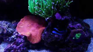 Marine tank at 16months old