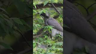 Grey Hornbill #birds #hornbill #birding #hobby #canonindia #birdsvideo #nature #wildlife #4k #eyes