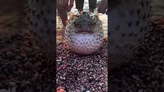 Puffer fish washed across shore