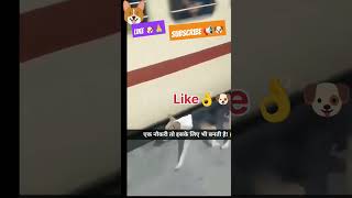 Ek Like 💯Pyare Dog🐶 ke Liye 📢👌🙏 एक लाइक प्यार डॉग के लिए#shorts #shortsfeed#ytshorts #like