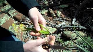 The Multi Purpose Agave Plant