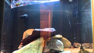 How to: Acclimating Fish to Aquarium