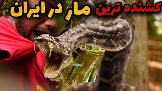 خطرناکترین مار ایران 🐉| ماری که تاحالا ده میلیون نفر و به کام مرگ کشانده☠️😱