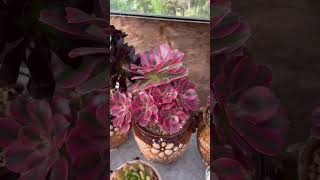 Aeonium 🥰 #shorts #succulent #colorful