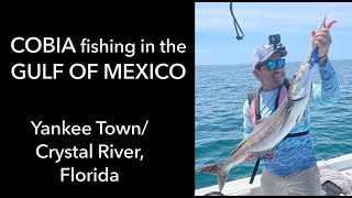 Fishing the Cobia Run!!! (Yankee Town/Crystal River, Gulf of Mexico)