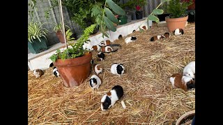 Guinea pigs starting the day slowly