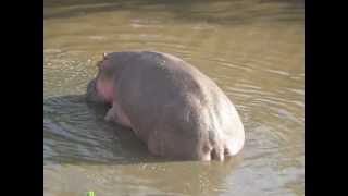 Humping Hippo 1 Serengeti