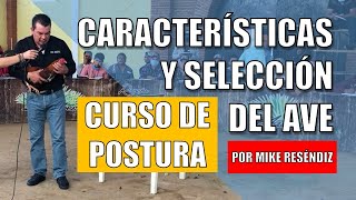 Elige siempre este tipo de Gallos | Curso de postura por Mike Reséndiz | Parte 1 de 7