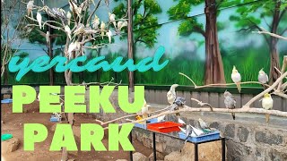 Discover the Enchanting Birds of Peeku Park Sanctuary, Yercaud | A Nature Lover's Paradise 🌿🐦