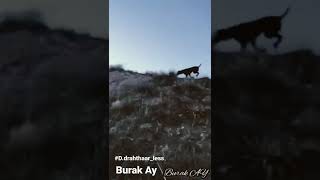 Kurtlar 🐺 ( 1 yetişkin - 6 yuvru )