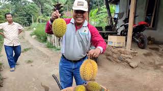 Panen durian... part 3