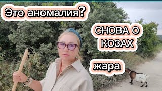 ЭТО АНОМАЛИЯ ? ЖАРА | СНОВА О КОЗАХ