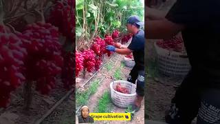 panen anggur #fruit #satisfying #harvest #agriculture #youtube #channelbangsupri #youtubeshorts