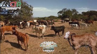 TRABAJANDO Y VACUNANDO ALGUNAS VACAS| ESTO Y MÁS EN UN DÍA DE TRABAJO CON RANCHO EL GUAMÚCHIL