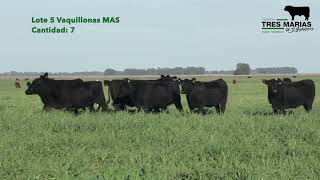 Lote 5 Vaquillonas MAS