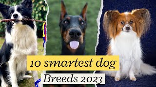 Top 10 smartest dog breeds 2023 | Super Pet Hub