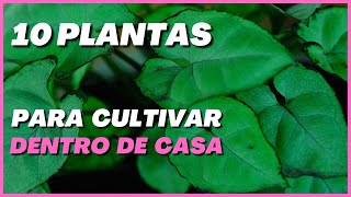 ✔️ PLANTAS DE SOMBRA: 10 plantas para dentro de casa | dicas de plantas lindas e fáceis de cultivar!