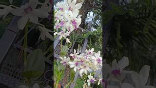 Orchid flower #shorts #reels #flower. #viral #subscribe