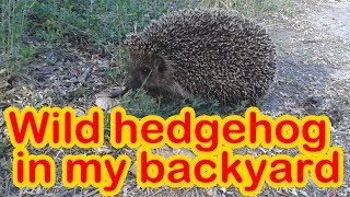 rd #254 Wild hedgehog in my backyard