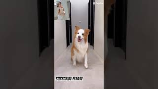 Dog Dance Style 💃 #love #funny #dog #cute #dance #viralshort #shorts #shortsfeed #song