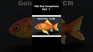 Fish Size Comparison | World Largest Fish, Water Animal #Part1