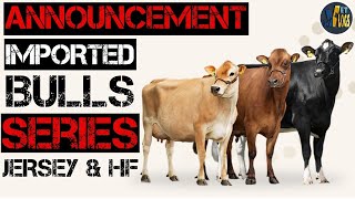 IMPORTED BULL SERIES (JERSEY & HF)