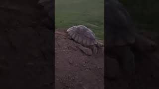 When your tortoise wants to play when it’s bedtime😂#tortoise #shortvideo #sulcata #wilma