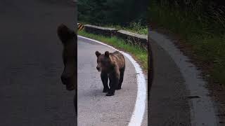 POR FIN encontramos un OSO SALVAJE en RUMANÍA y nos llevamos una DECEPCIÓN#romania #bear