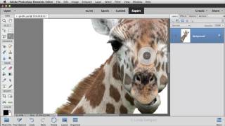 Photoshop Elements 14 Refine Selection Brush Tool