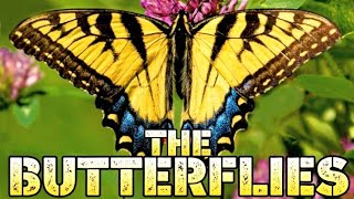 THE BUTTERFLIES/ BEAUTIFUL/SKILLS/ABILITY/LIFESTYLE/SCIENTIFIC KNOWLEDGE