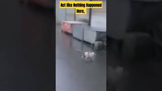 Funny cat acting like nothing happened 🤣 #funnyvideos #memes #trend #cat