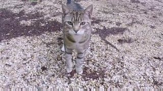 Cute Cat Plays on Wood Pile