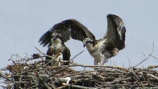 Osprey Chicks in Nest