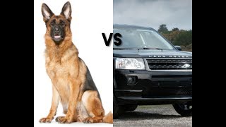 DOG VS CAR GPS GOPRO