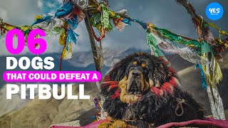 6 Dogs That Could Defeat a Pitbull 2022 | Animalism