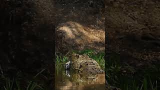 Crocodile eats antelope's horns #shorts #tiktok