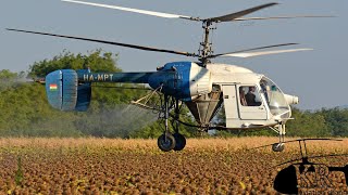 Old Russian Kamov Ka-26 helicopter spraying sunflower near Perkáta, Hungary