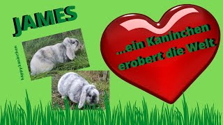 James - ein Kaninchen erobert die Welt