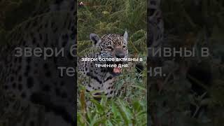 Земля Ягуара: Пантанал — Невероятная Дикая Природа Бразилии! 🐆 #Пантанал #ягуар #Бразилия