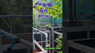 சில்லுனு ஓரு சாரல் #மாடித்தோட்டம் #gardenshorts #ohbutterfly #gardenervinu #gardenmist #happytime