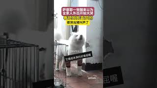 看把狗狗委屈的，都哭出猪叫声了