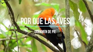 por que las aves duermen de pie? #avesduermendepie