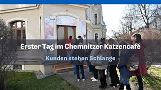 Erster Tag im Chemnitzer Katzencafé: Gäste stehen Schlange