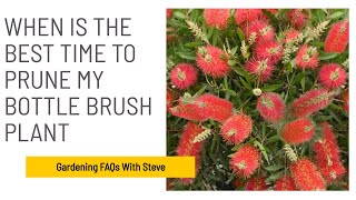 When is the best time to prune my bottle brush plant?